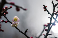 キラキラの朝の光の中　梅開花