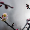 キラキラの朝の光の中　梅開花