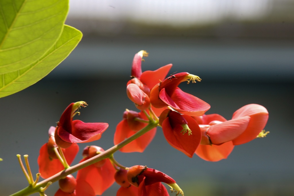 デイゴ 海紅豆の花の蜜を運ぶ働きものの蟻さん