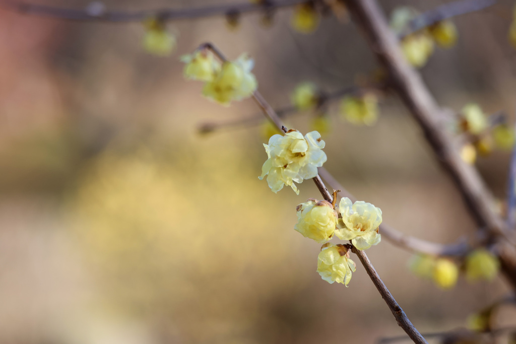 蝋梅の花　香りました。