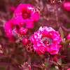 小さな花のゴージャスな世界　ギョリュウバイ