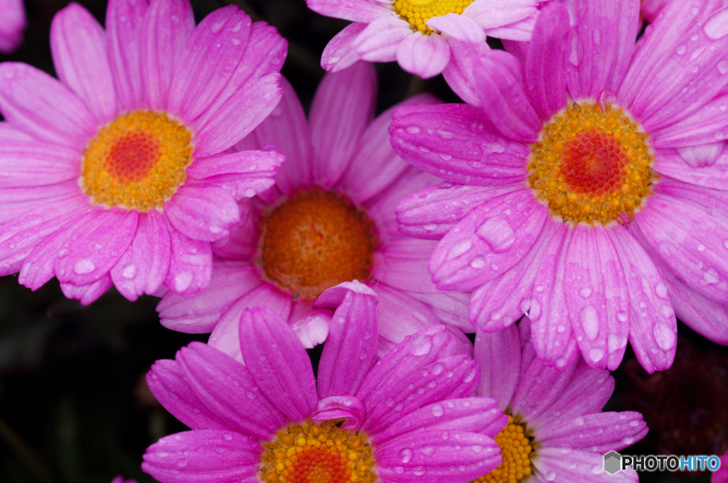 雨に負けない　GWの初日は雨と風