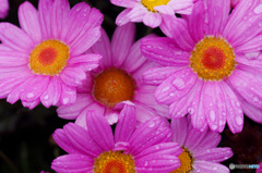 雨に負けない　GWの初日は雨と風