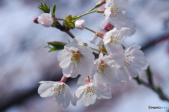 染井吉野が5分咲きです。その２