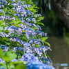 水辺の青い額紫陽花