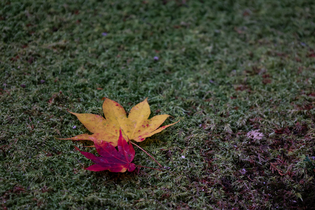 日光　輪王寺　二葉の紅葉