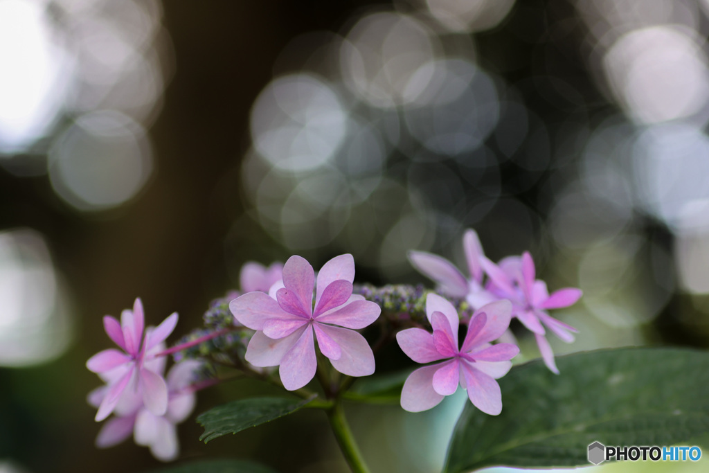 光に包まれる額紫陽花