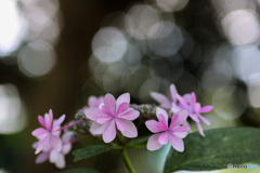 光に包まれる額紫陽花