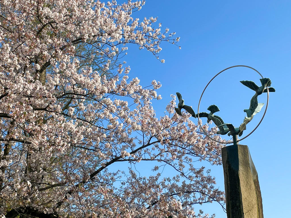 桜に舞う鳩たち