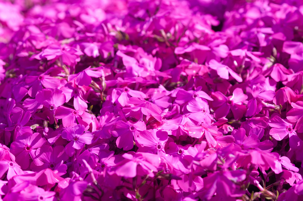 月にも届け、このピンク