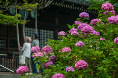 あじさい寺　本土寺参り