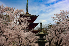 桜の花に包まれる二つの塔　市川法華経寺