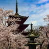 桜の花に包まれる二つの塔　市川法華経寺