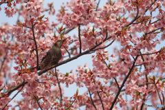 撮って欲しいのかな？　ヒヨドリさん@河津桜