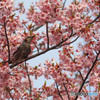 撮って欲しいのかな？　ヒヨドリさん@河津桜