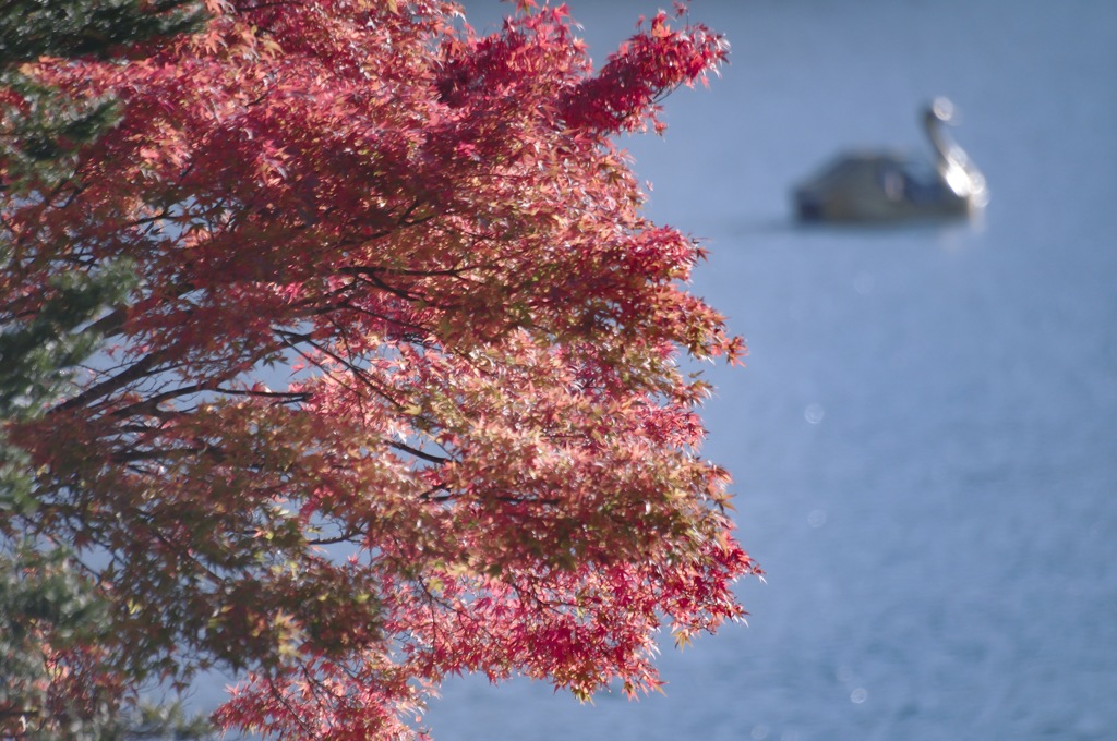 中禅寺湖の紅葉とスワンポート