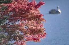 中禅寺湖の紅葉とスワンポート