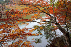 湯ノ湖　湖畔の紅葉　その2