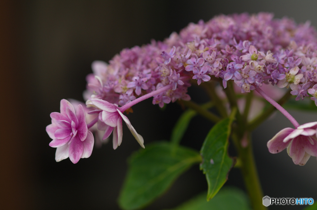 雨上がり　紫陽花　この品種は何でしょう？