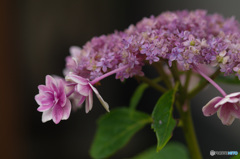 雨上がり　紫陽花　この品種は何でしょう？