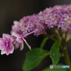 雨上がり　紫陽花　この品種は何でしょう？