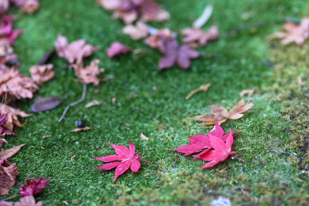 苔と紅葉@南禅院　