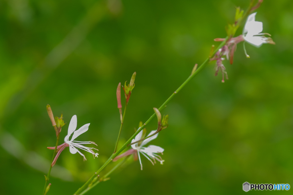 4枚花弁の涼しげな可愛い花　白蝶草　その1