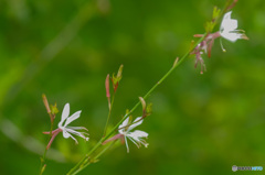 4枚花弁の涼しげな可愛い花　白蝶草　その1