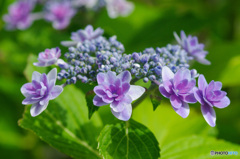 力強く咲く　額紫陽花