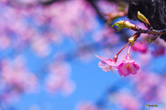 河津桜　myペンタの色で　その2