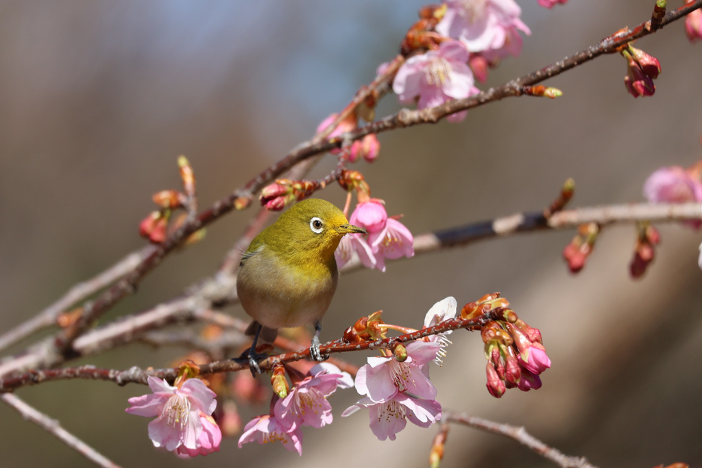 河津桜ジロー　あらためて２