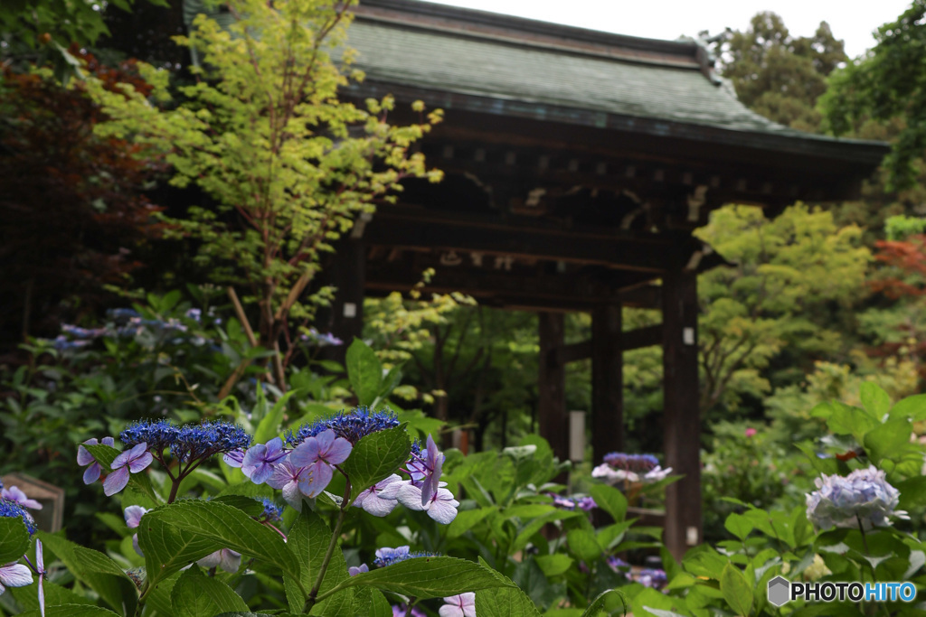 あじさい園の中の門