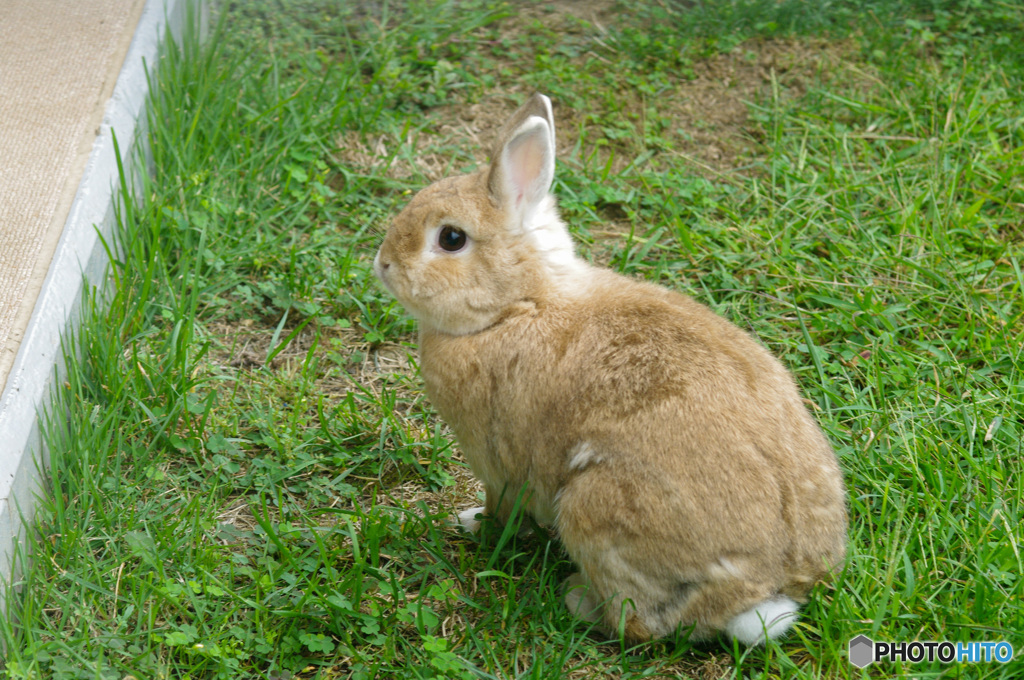 ご近所のうさぎです