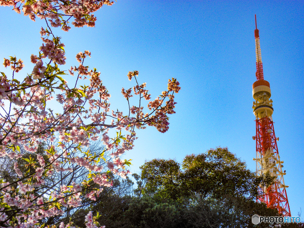 東京タワーと桜　2021
