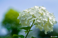 夏空に爽やか白紫陽花