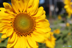 ひまわりの花の幾何学