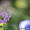 日陰の紫陽花が見せるメルヘン空間