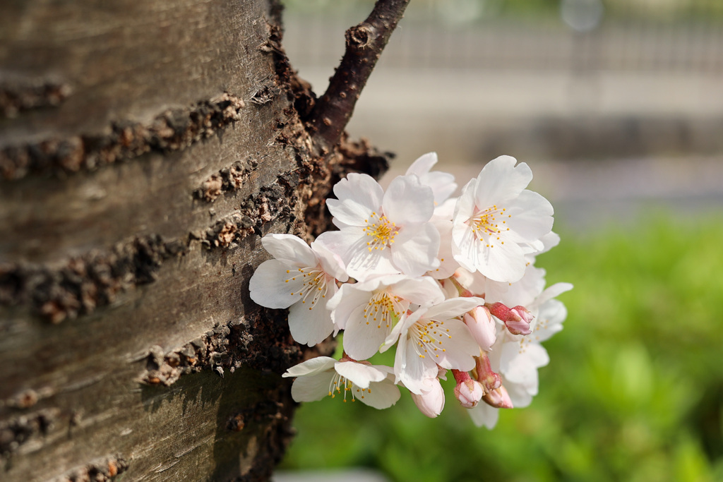 桜シーズンの思い出　その1