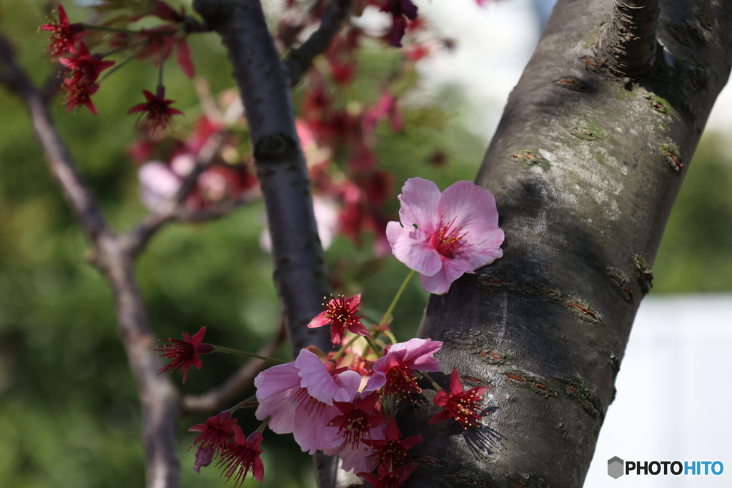 胴吹き　陽光桜
