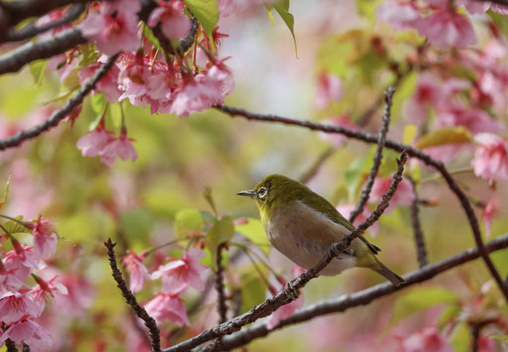 メジロと河津桜　バックはグリーンで