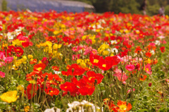 鮮やかポピーの花畑