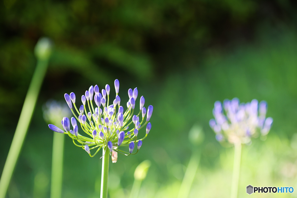 アガパンサスの蕾たち