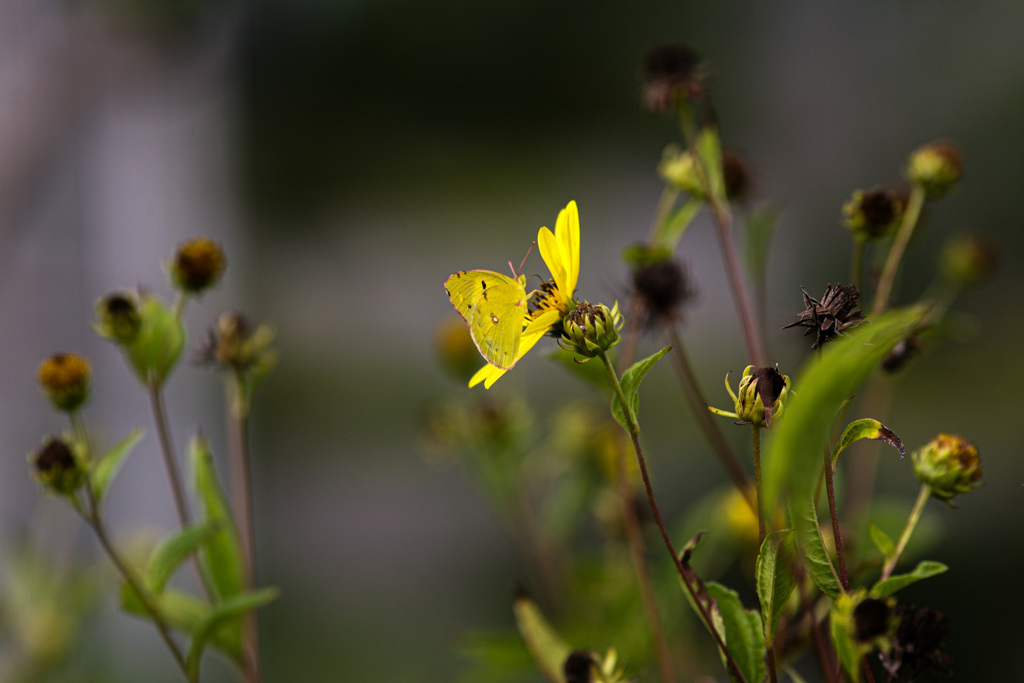 枯れゆく花から、蜜をいただく