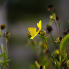 枯れゆく花から、蜜をいただく