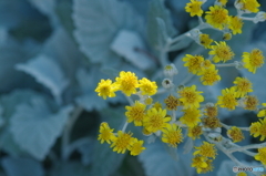 花期最後のダスティミラー　シロタエギク