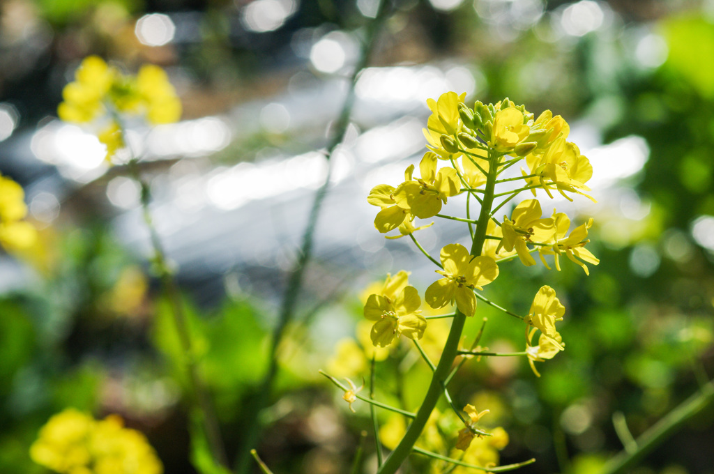 菜の花　今年も咲いているはず！