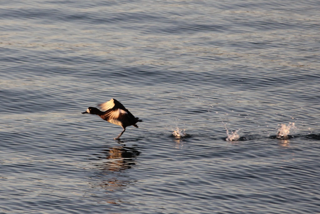 水鳥の飛び出し　ケン　ケン　パ