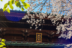 桜シーズン振り返り　法華経寺の門