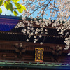 桜シーズン振り返り　法華経寺の門