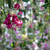 浮遊する蘭の花たち